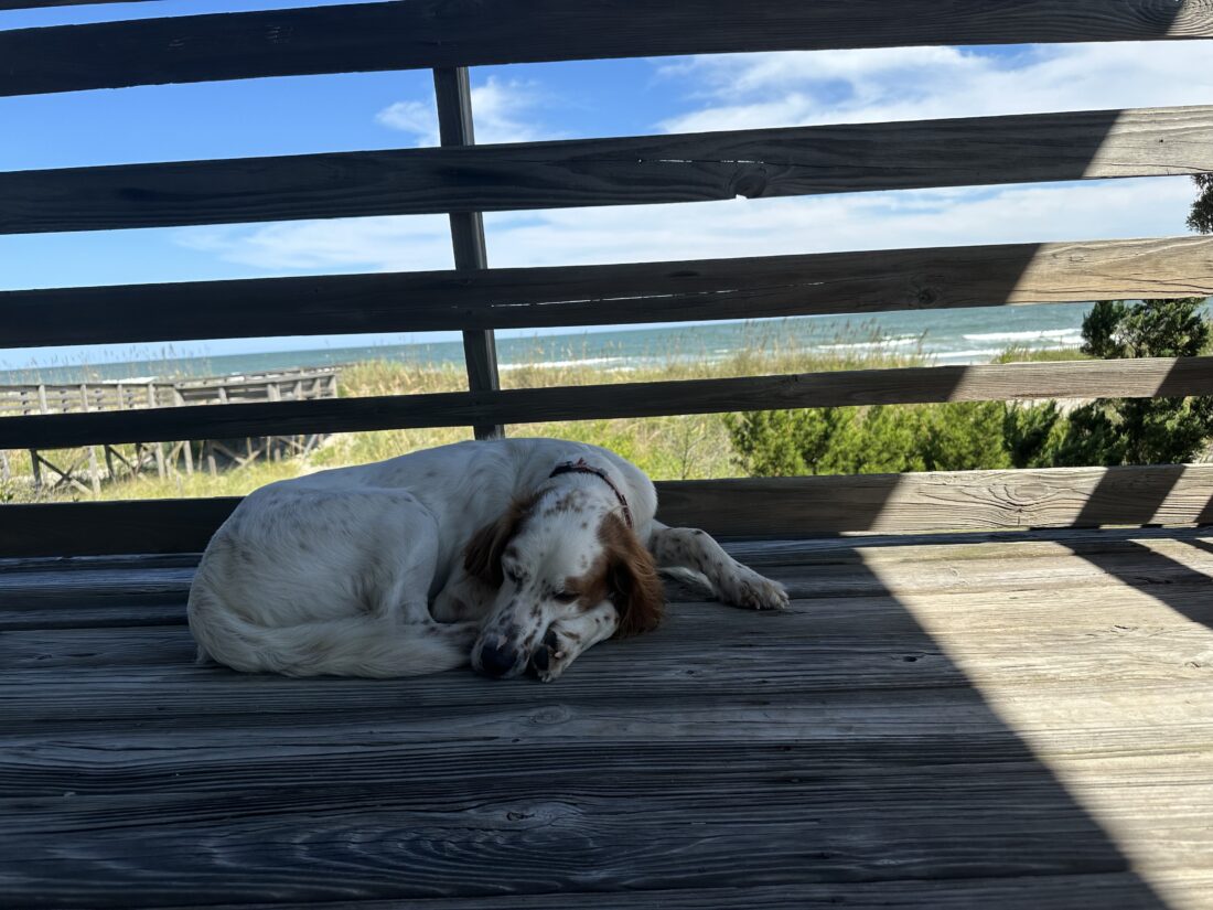 Pete, English Setter