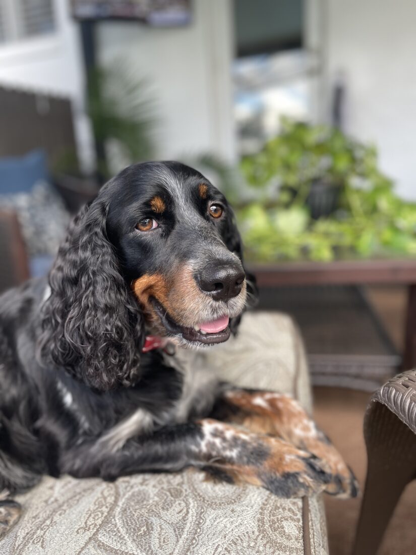 Murphy, English Springer Spaniel