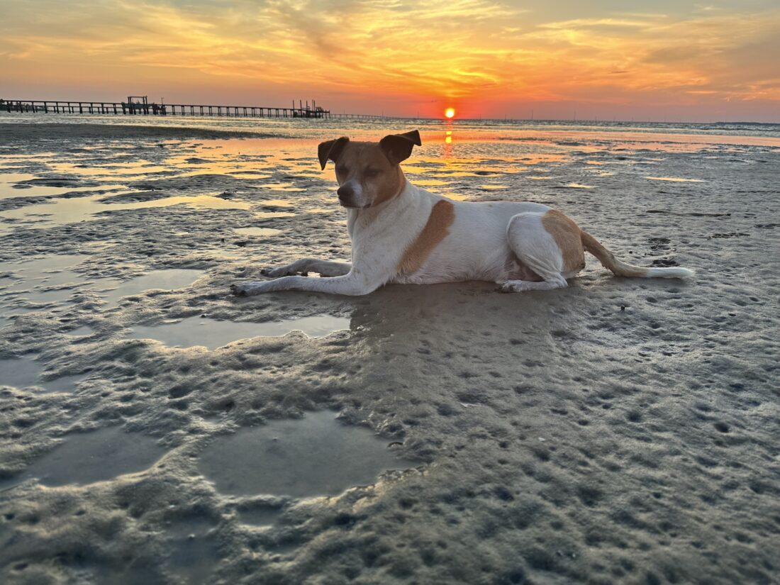 Willie, Jack Russell Hound Mix