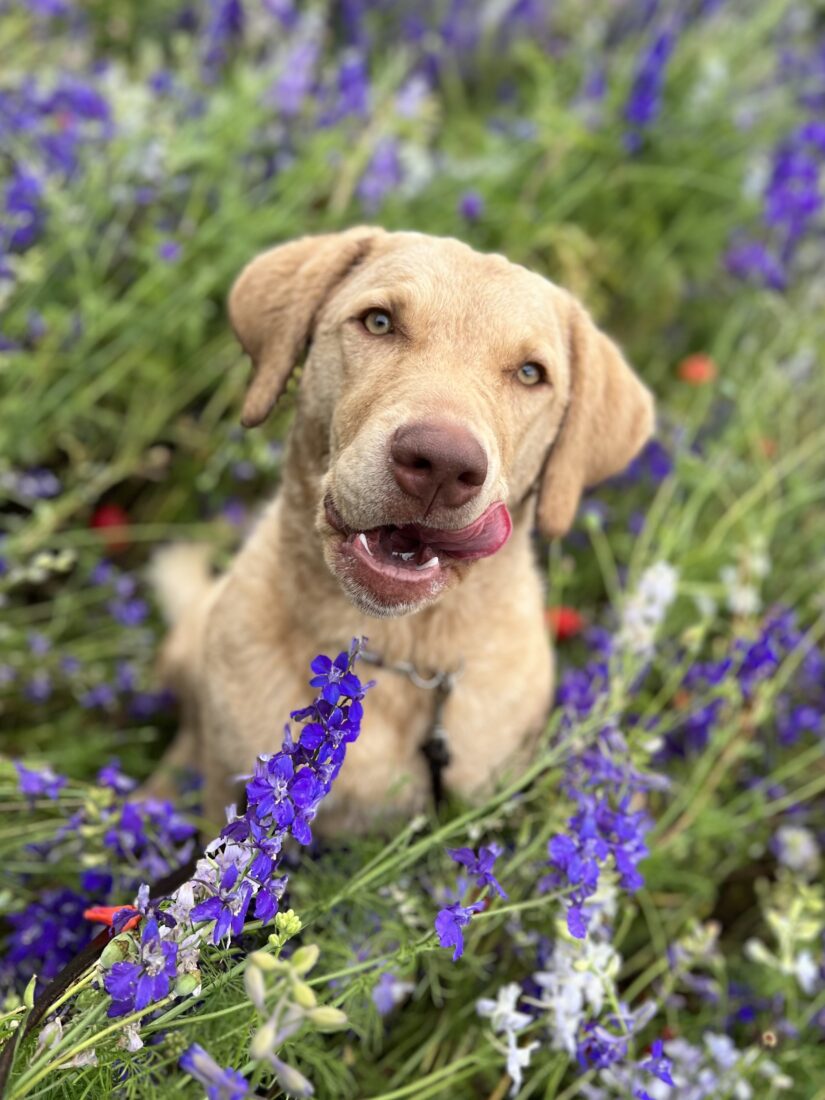 Bertha, Chesapeake Bay Retriever