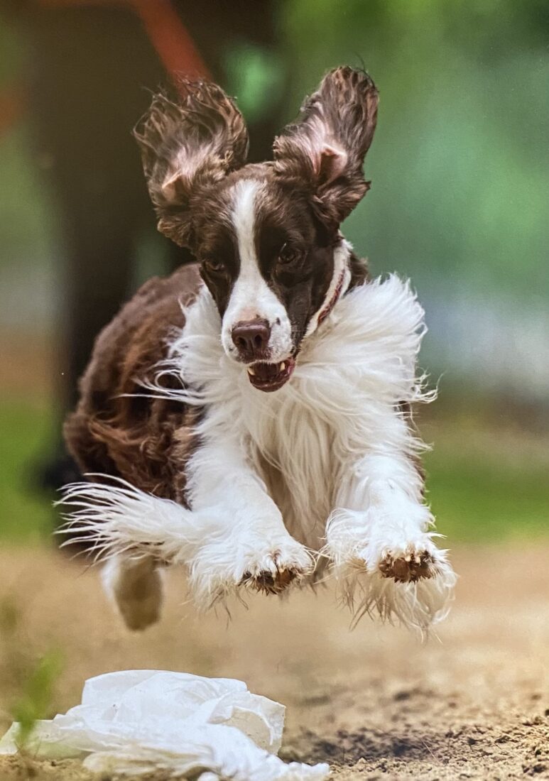 Kayla, English springer spaniel