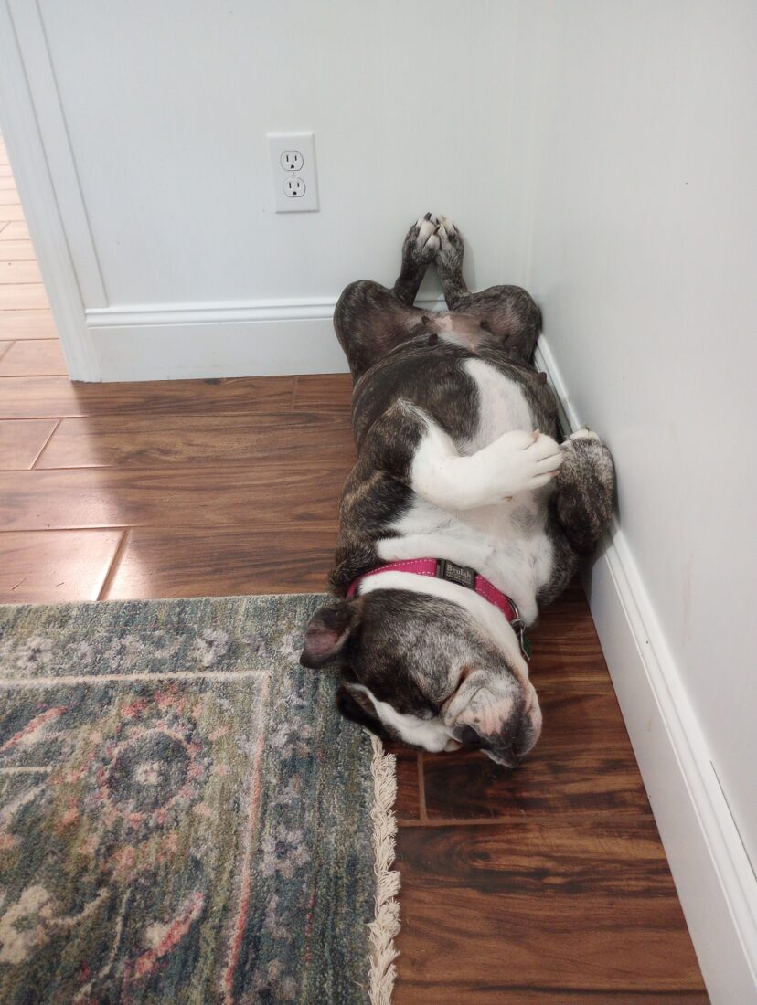Beulah Bahlbreaker, English Bulldog