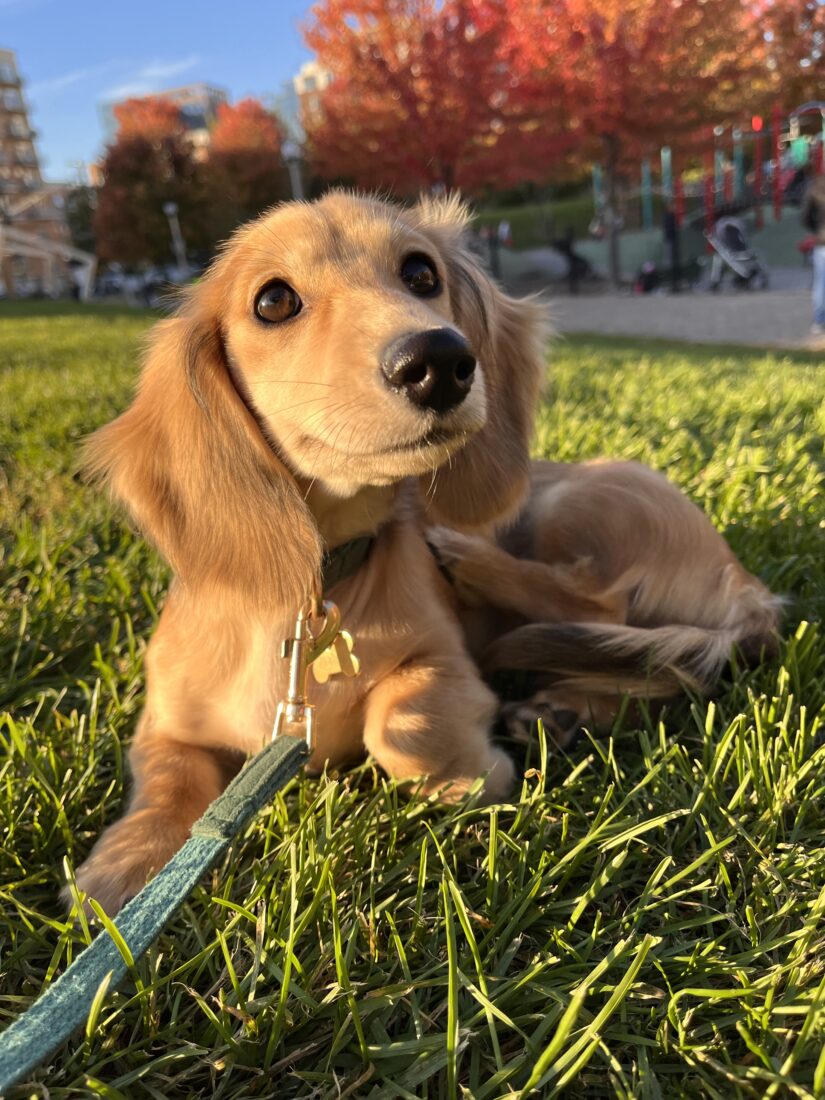 Vienna, Dachshund