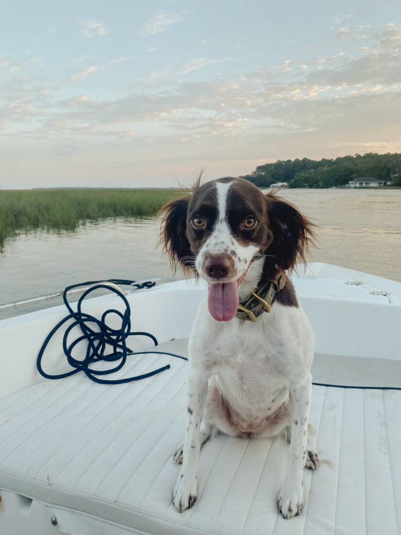 Lovely Lady Remington, American Brittany