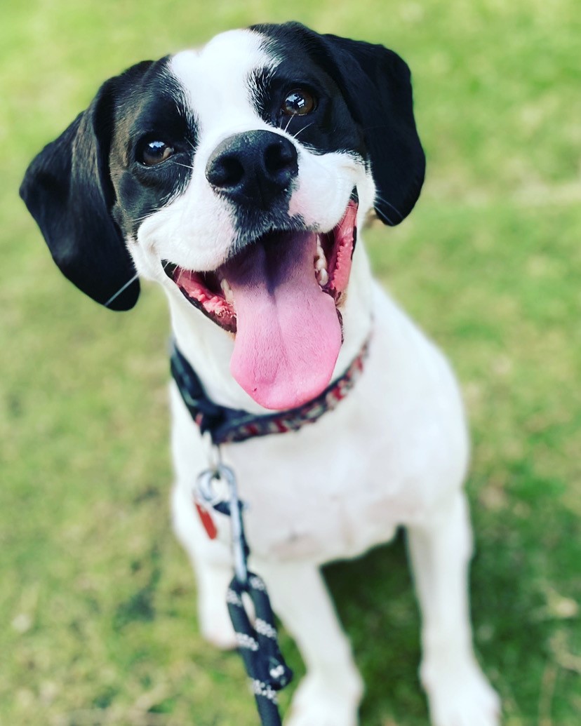 Lola Belle, Cockerbull