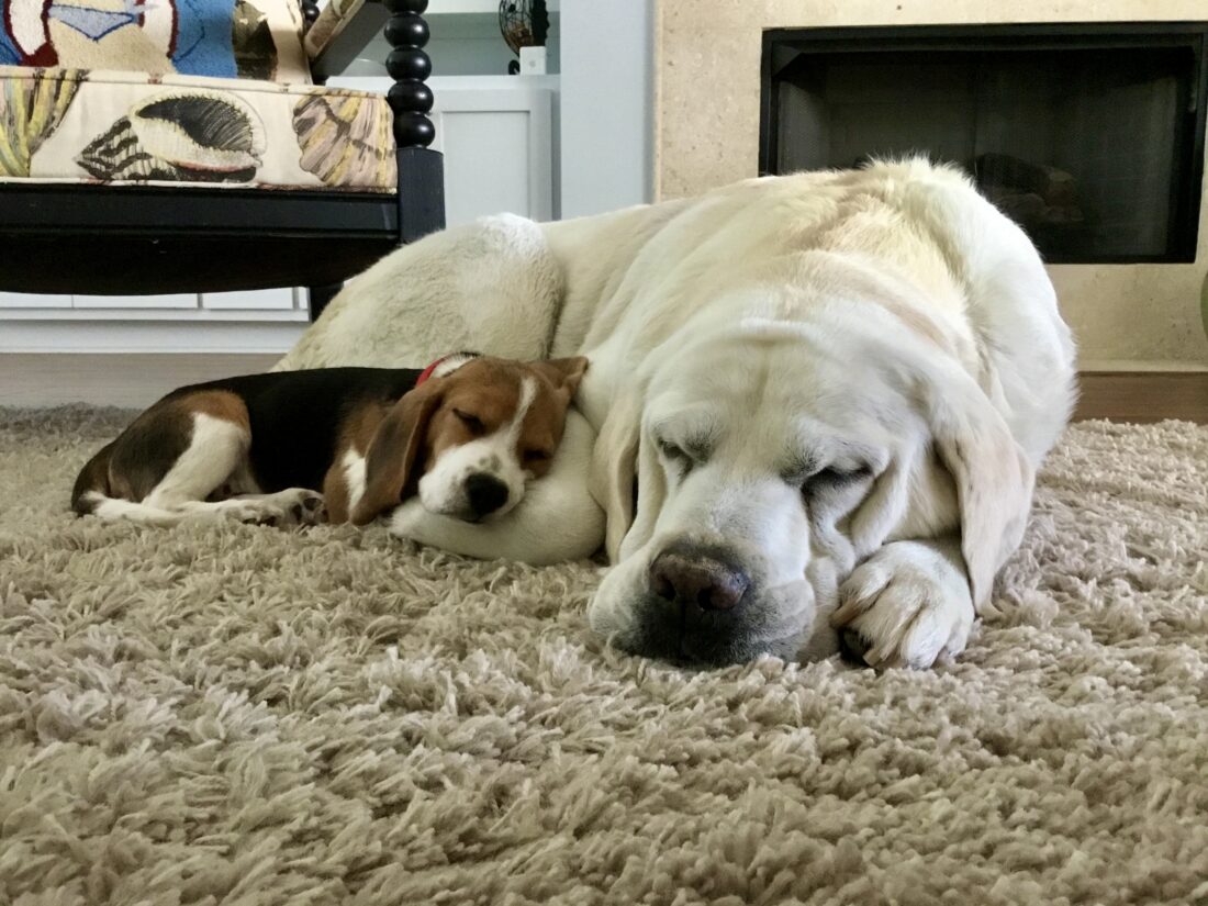 Barnacle, Beagle