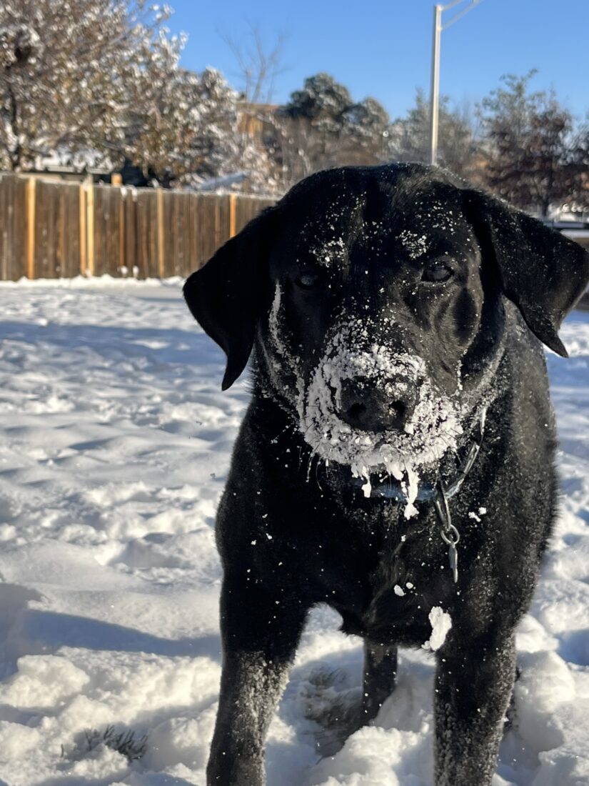 Blu, Labrador Retriever