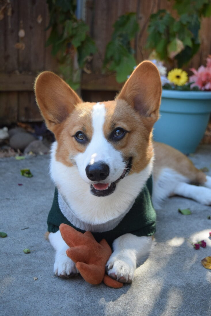 Morty, Pembroke Welsh Corgi