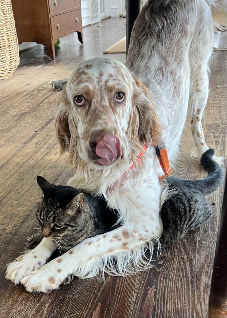 Bunny Winstead, English Setter