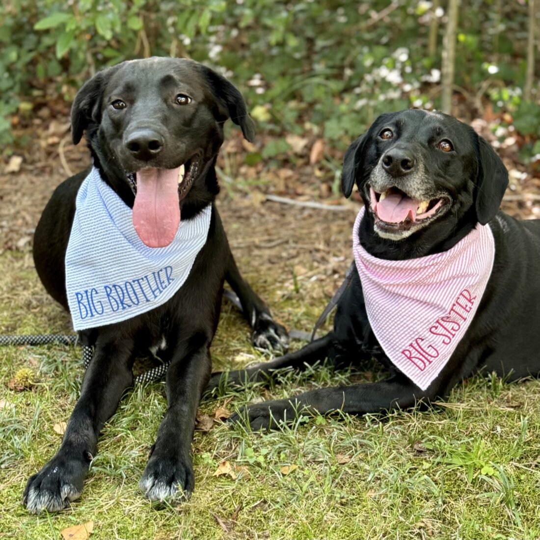 Theta and Weller, Lab Mixes