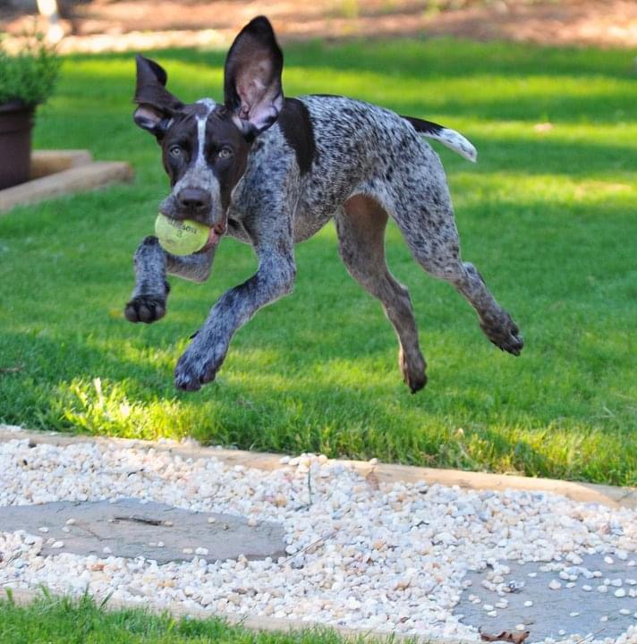 Pepper, German shorthair pointer