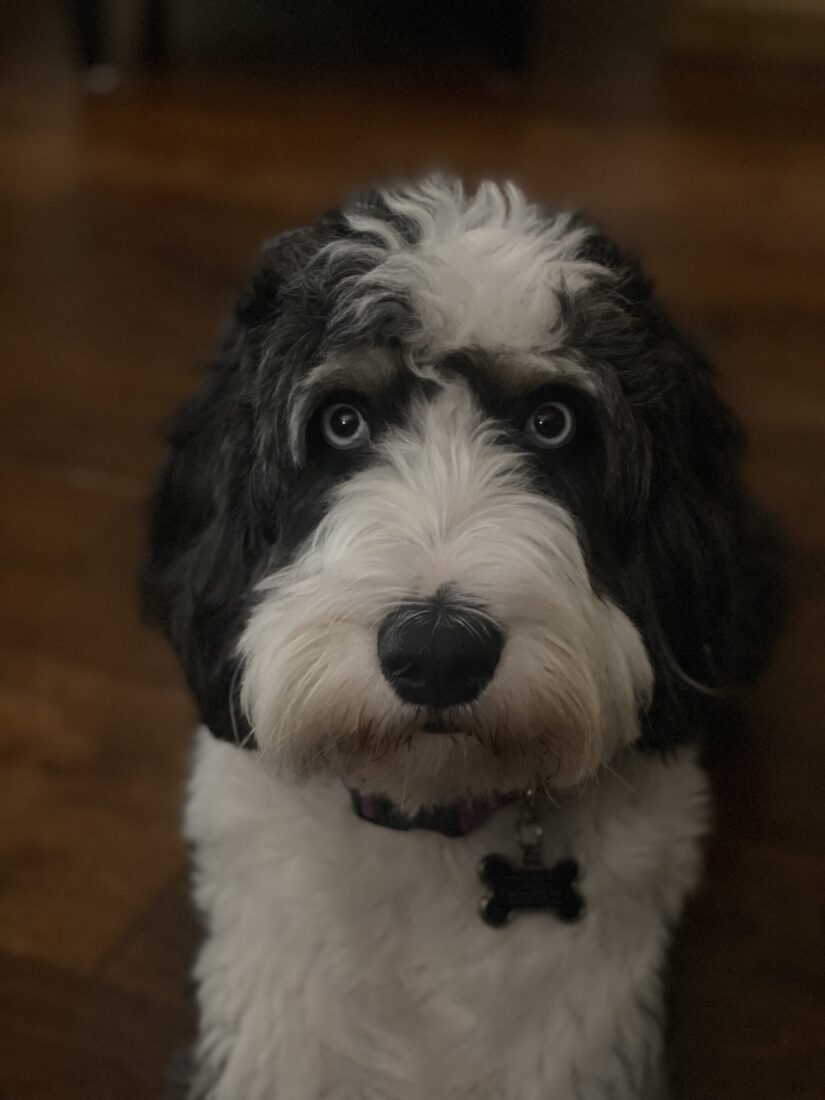 Winnie, Aussiedoodle