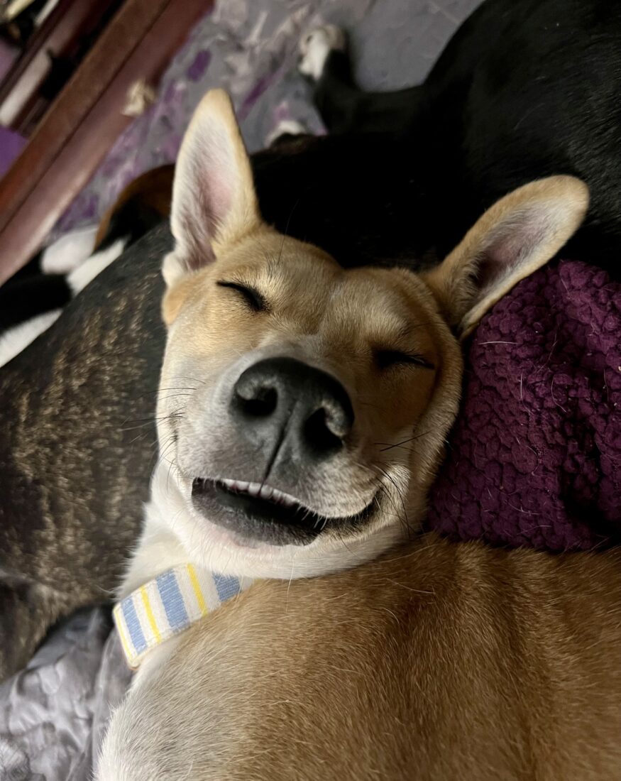 Mirri, Basenji mix