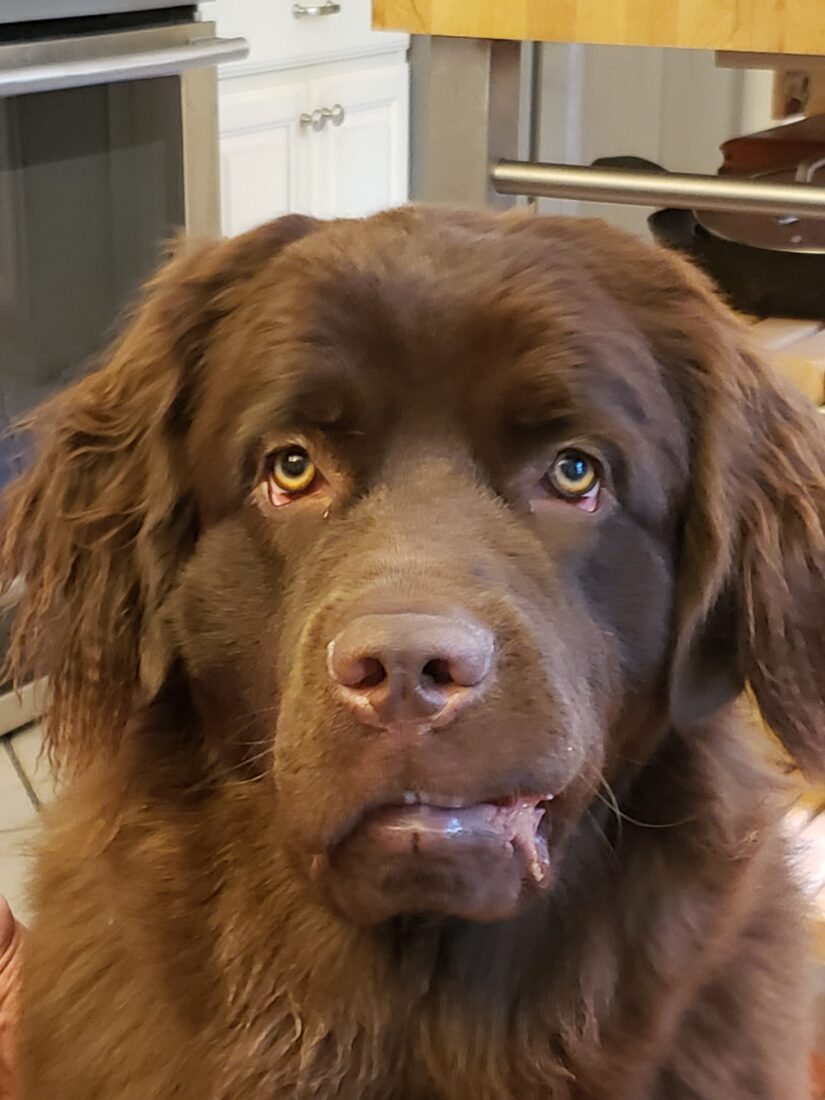 Margot, Newfoundland