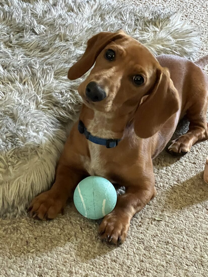 Fletcher, Miniature dachshund