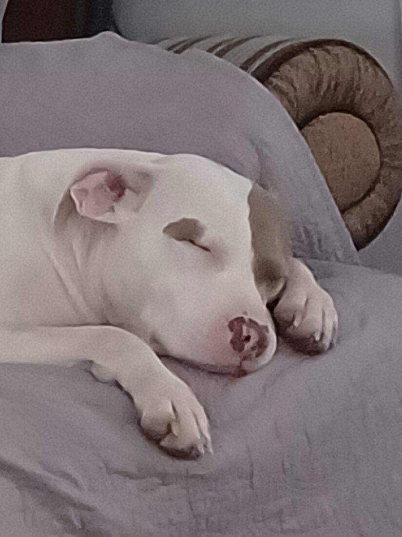 Roxy, Pitbull 2 years old