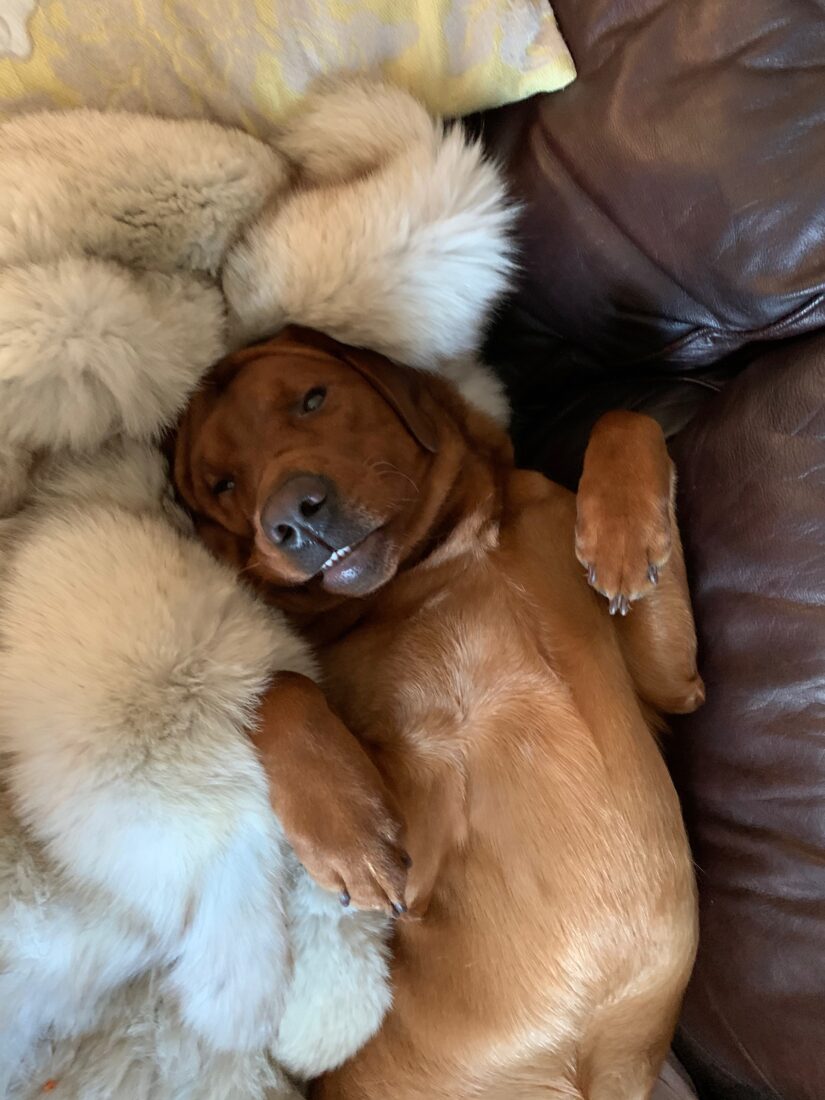 Parrish Macallan Clarke, English Labrador