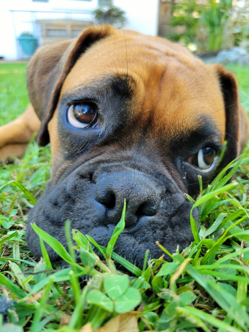 Ginger, Boxer