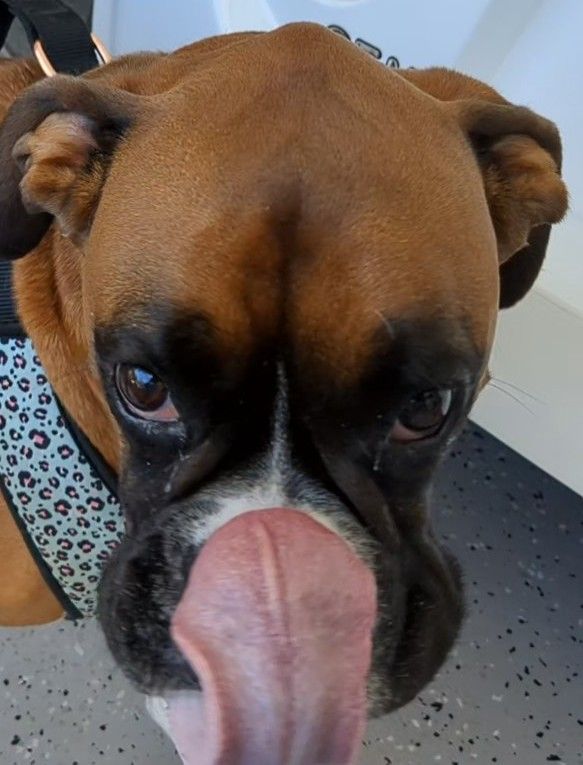 Sadie May, Boxer