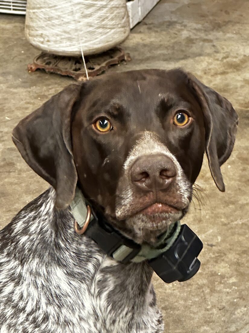 Tiden, German shorthair pointer