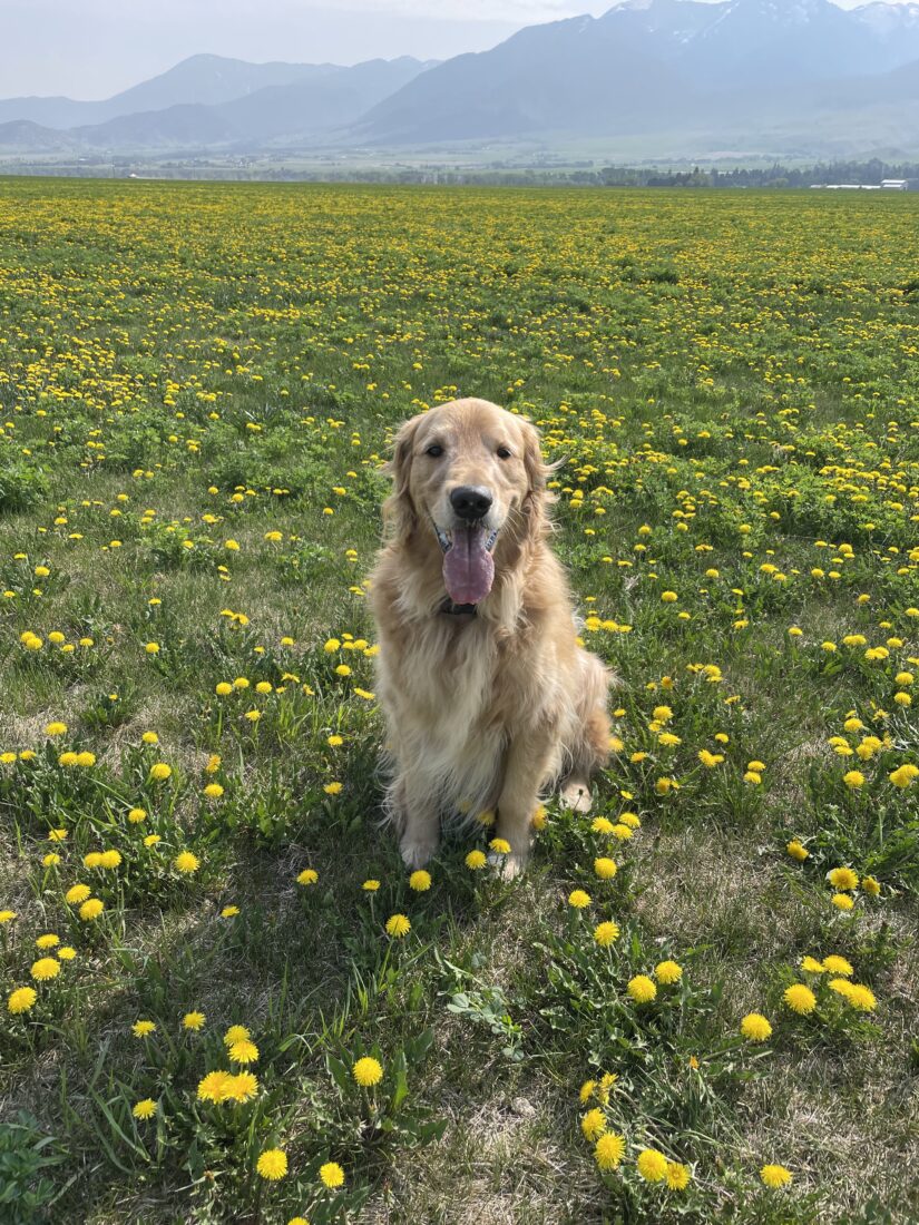 Gus, Golden Retriever