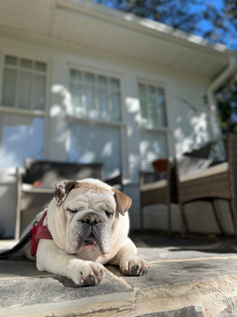 Chunk Chunk, English Bulldog