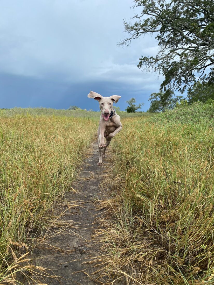 Nala Irving, Weimaraner