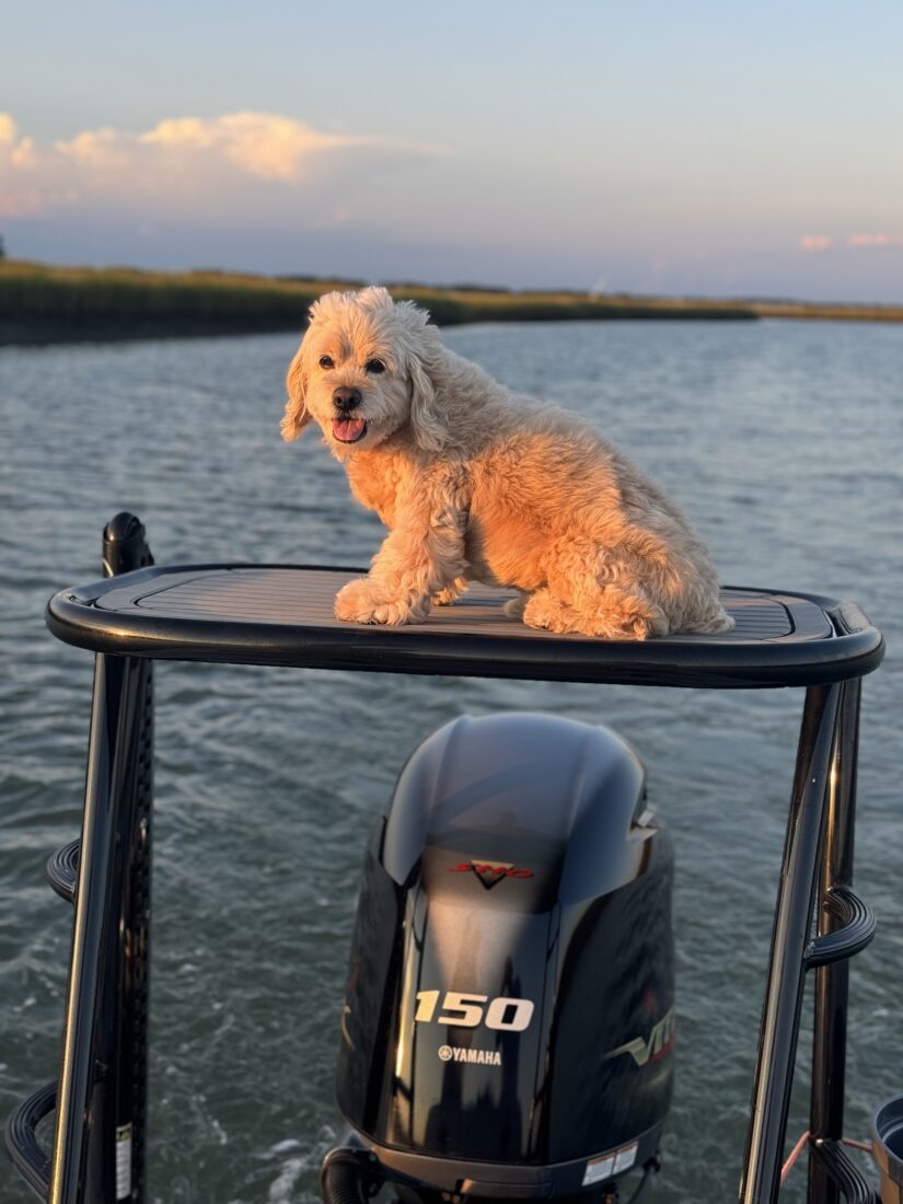 Bear Bryant Blanchard, Cockapoo