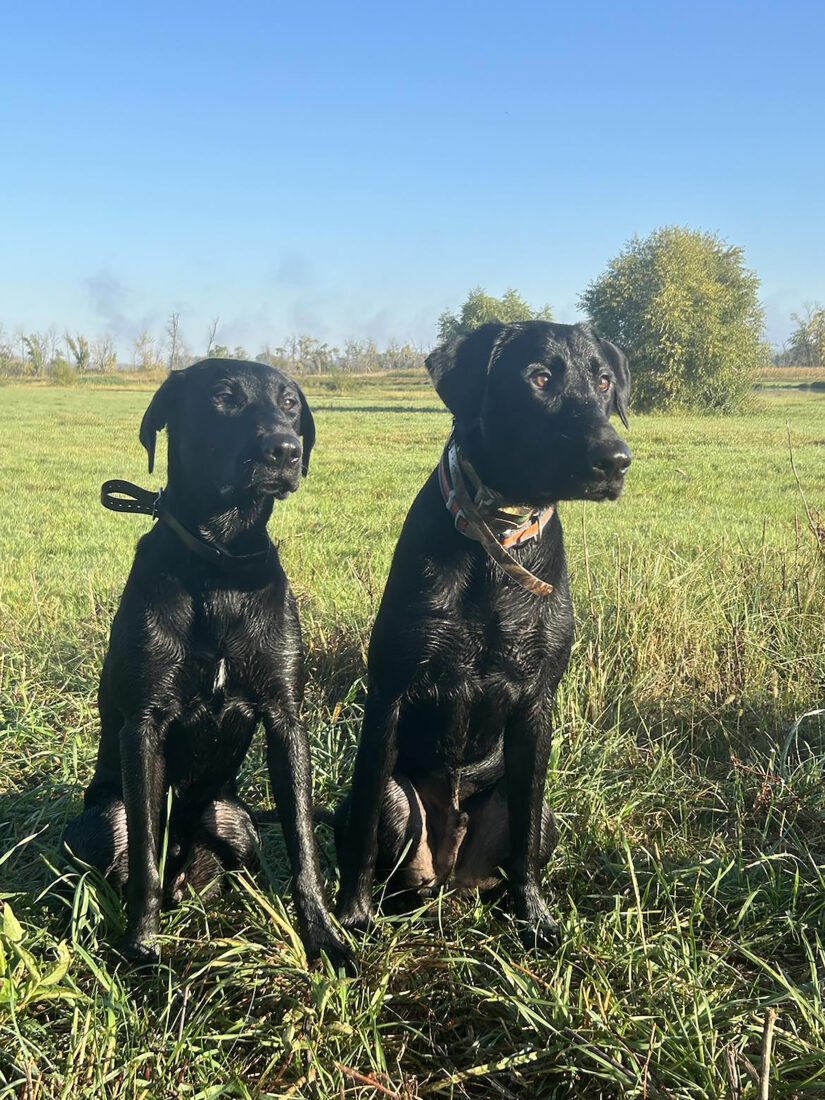 Jack and Ike, Black Lab(s)