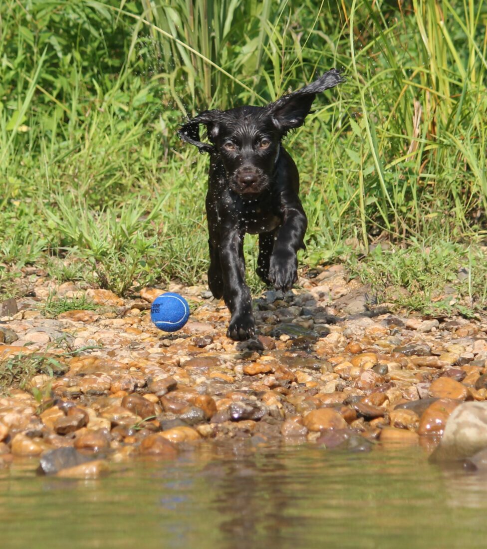 Misty River Morning Glaze, Boykin Spaniel