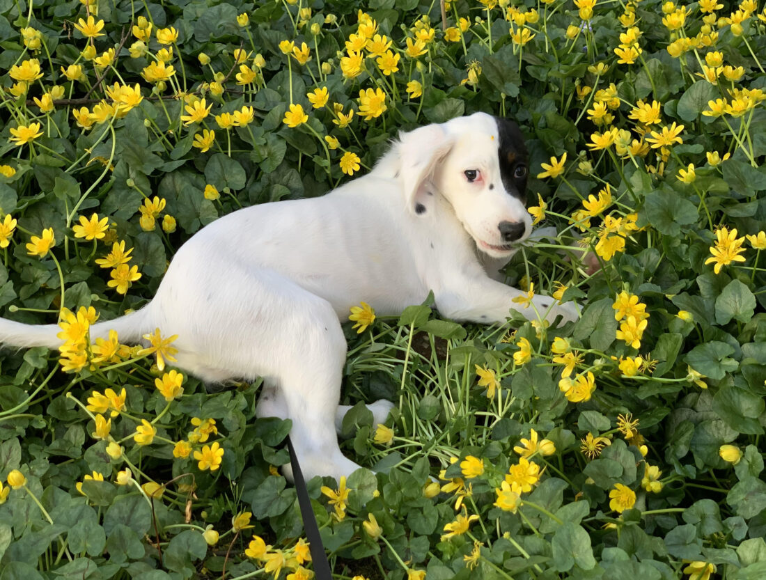 Summer, Llewelyn Setter