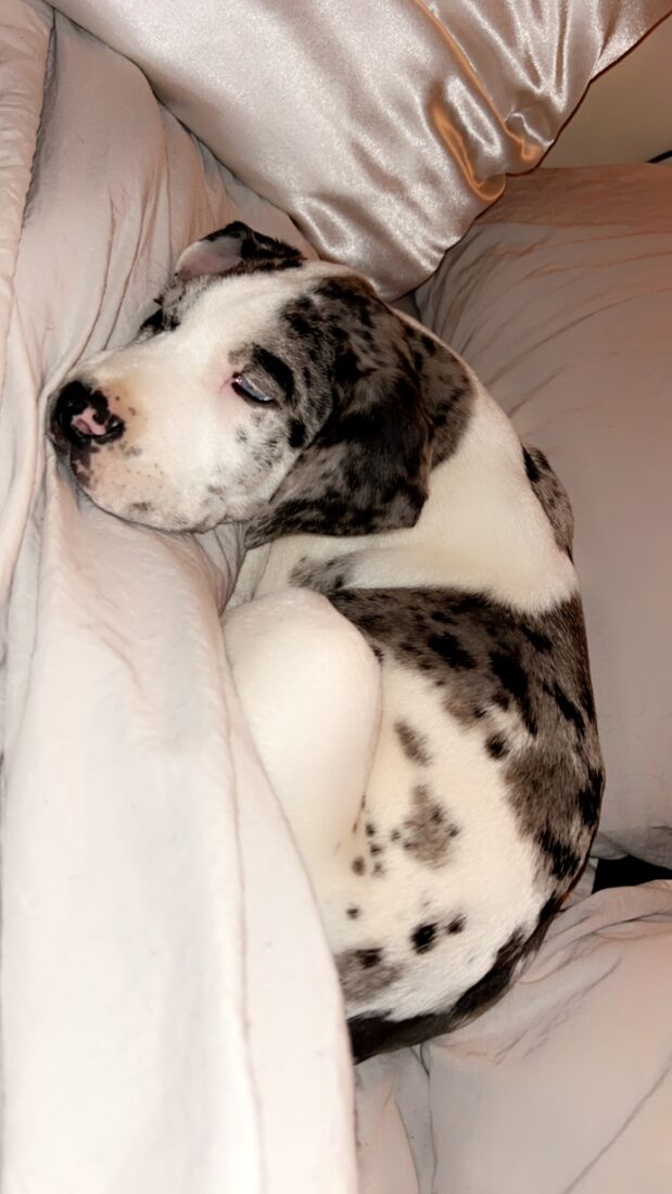 Cash Maverick, Great Dane