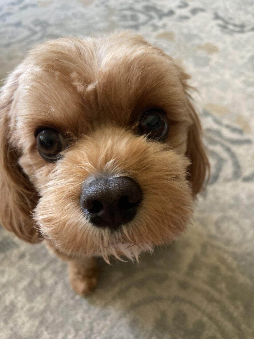 Canela (Spanish for cinnamon), Cavapoo