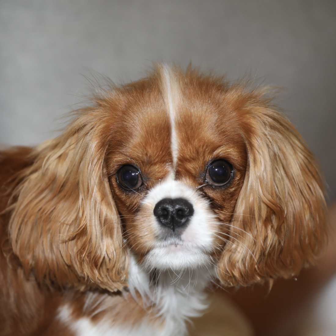 Poppi, Cavalier ing Charles Spaniel