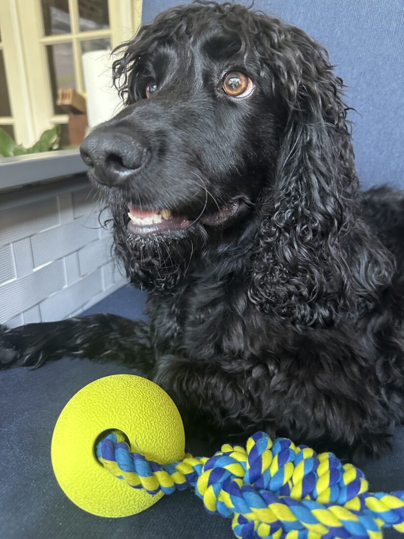 Ripp Sir Cashiers, English Cocker Spaniel