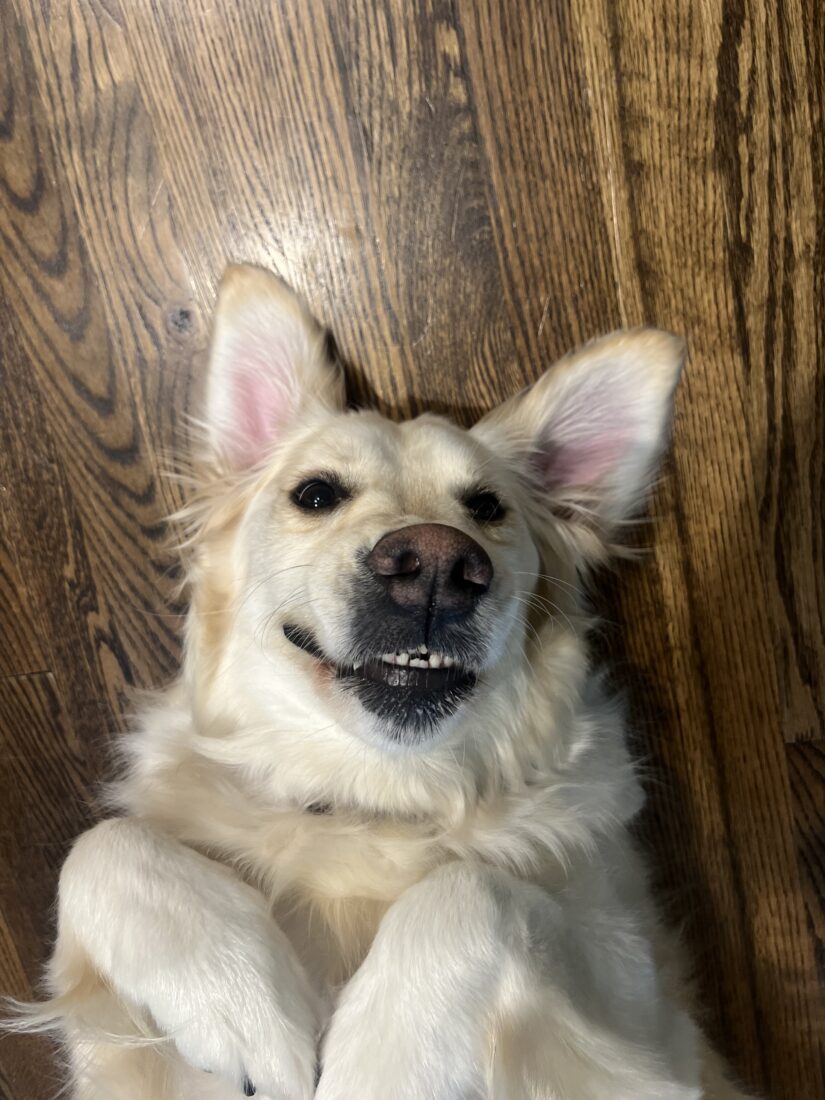 Ella, English cream golden retriever