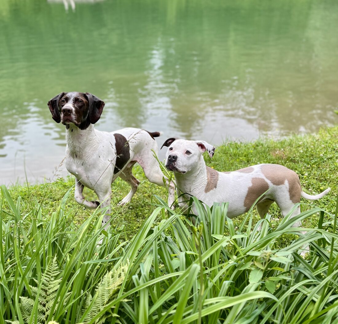 Sophie and Spaetzle, German Shorthaired Pointer and Pitbull terrier