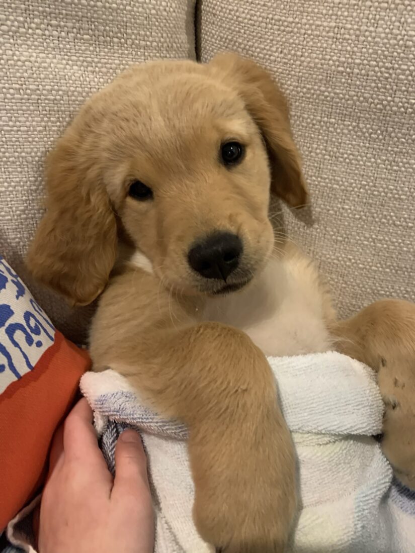 Honey Mabel, Golden Retriver