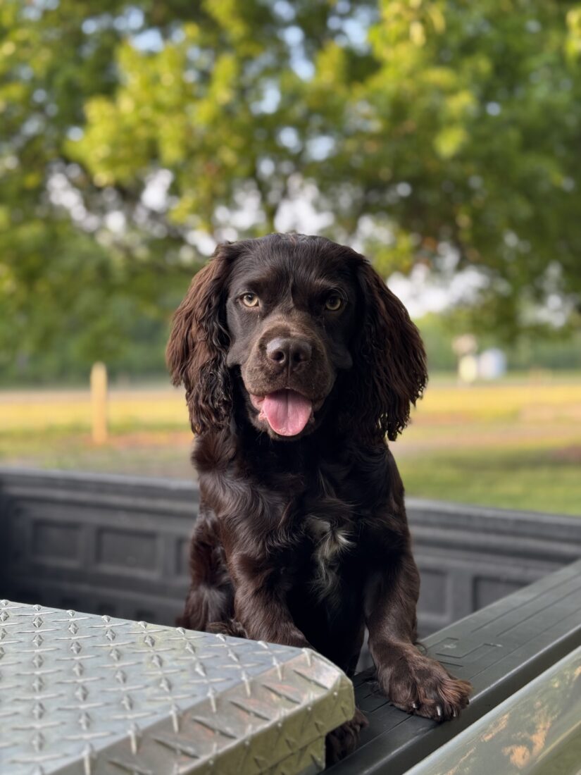 River, Boykin Spaniel