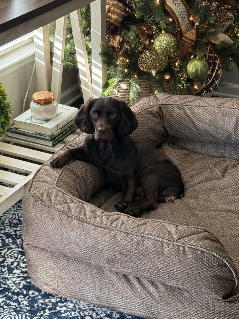 Bailey, Boykin Spaniel