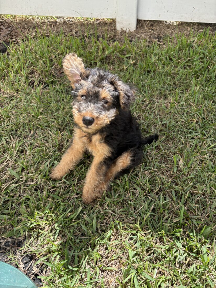Dolly, Welsh Terrier