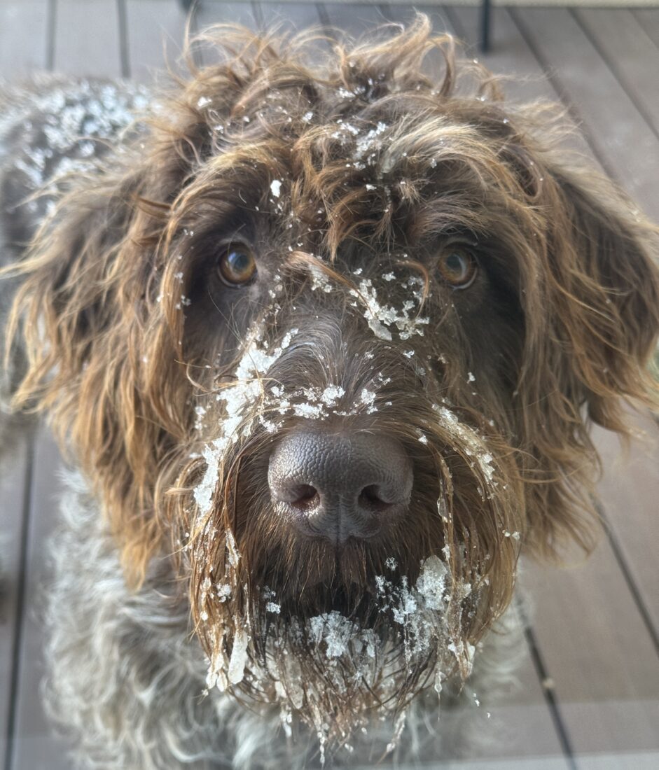 Grebe, Wirehaired Pointing Griffon