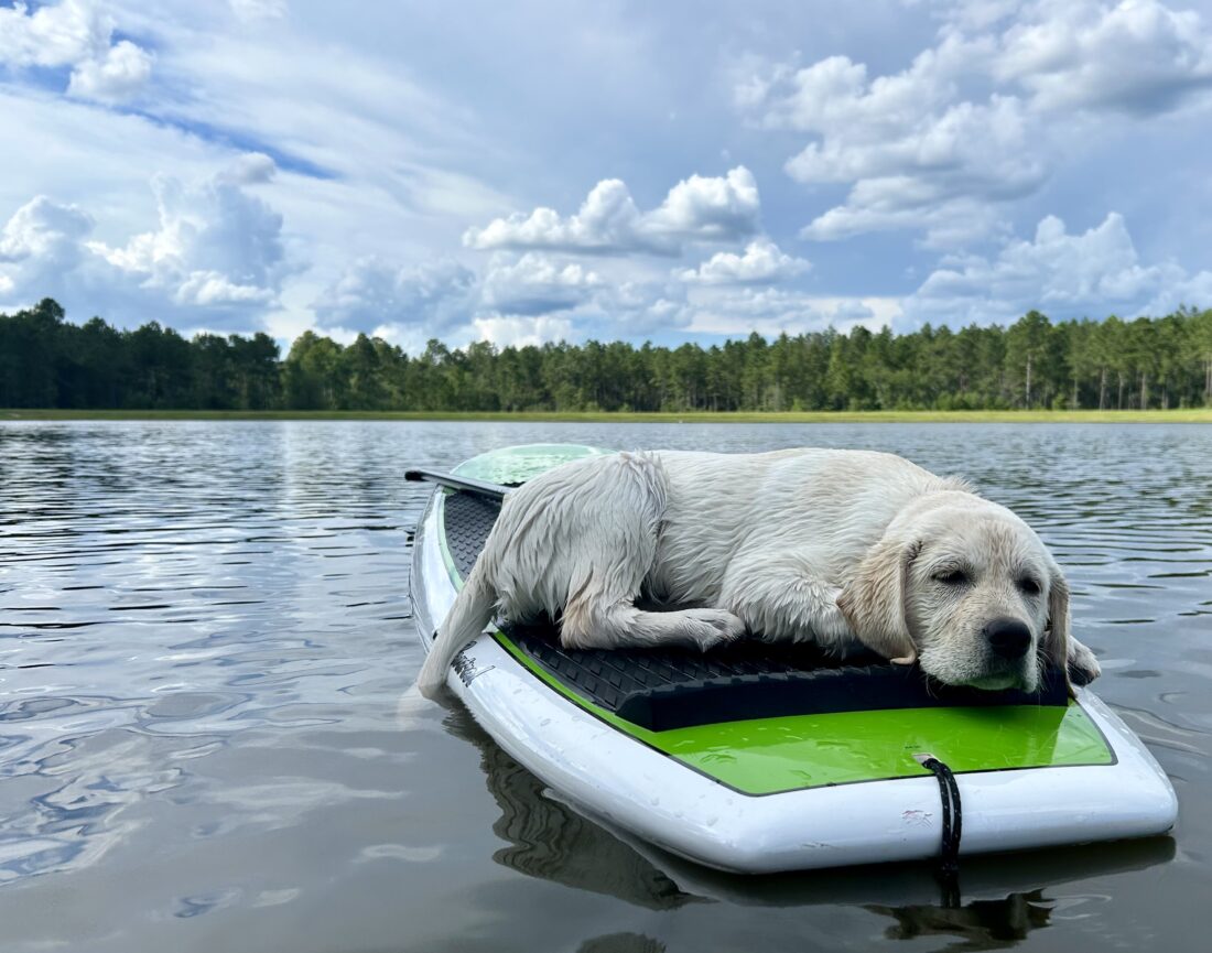 Happy, Labrador Retriever