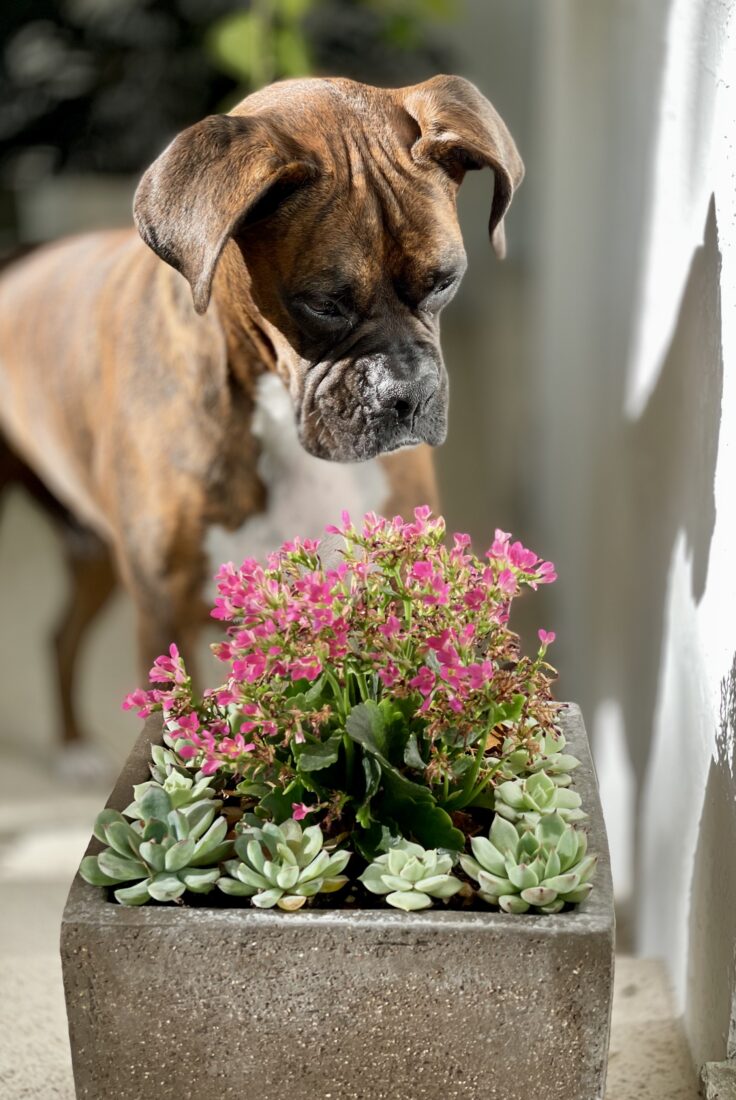 Yeti, American Boxer