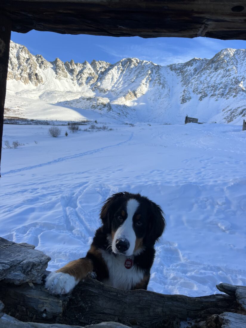 Bear, Bernese Mountain dog