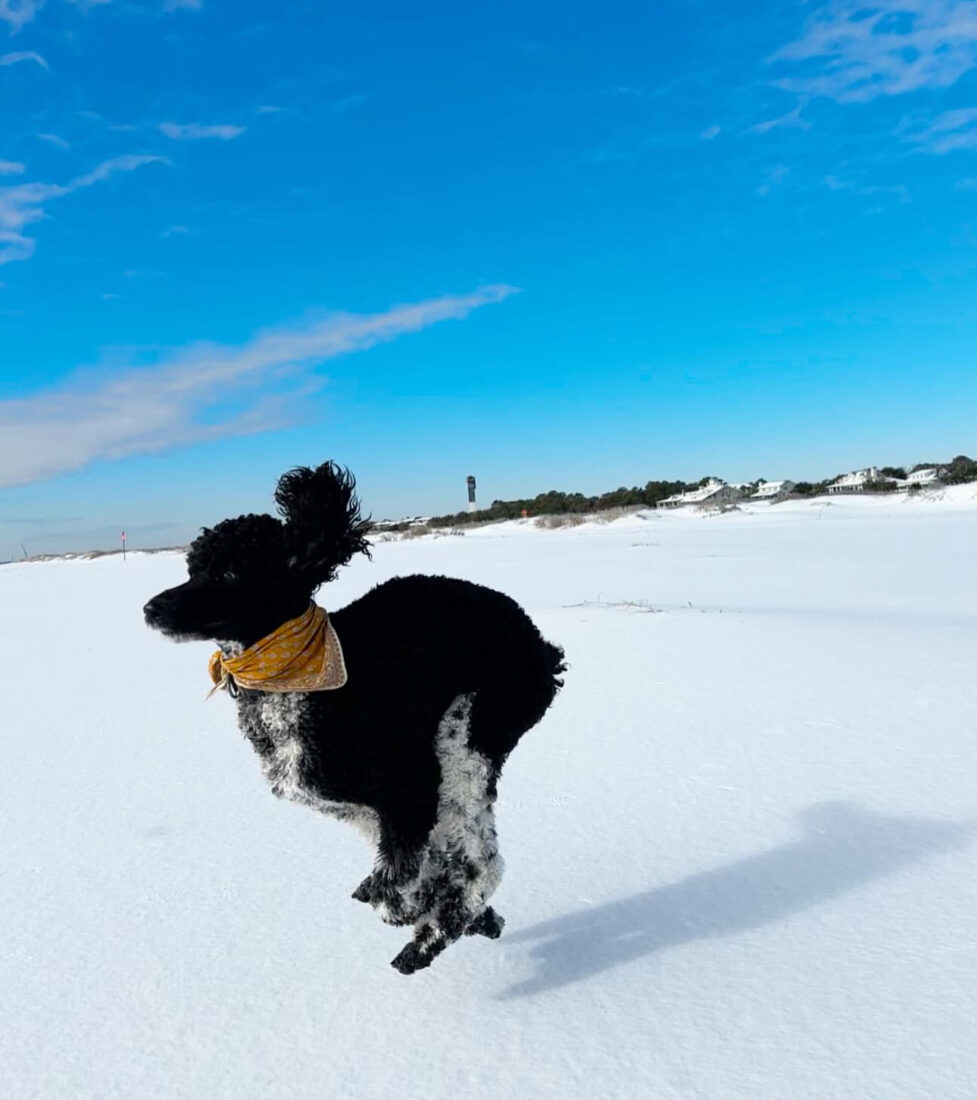 Indie, Standard poodle