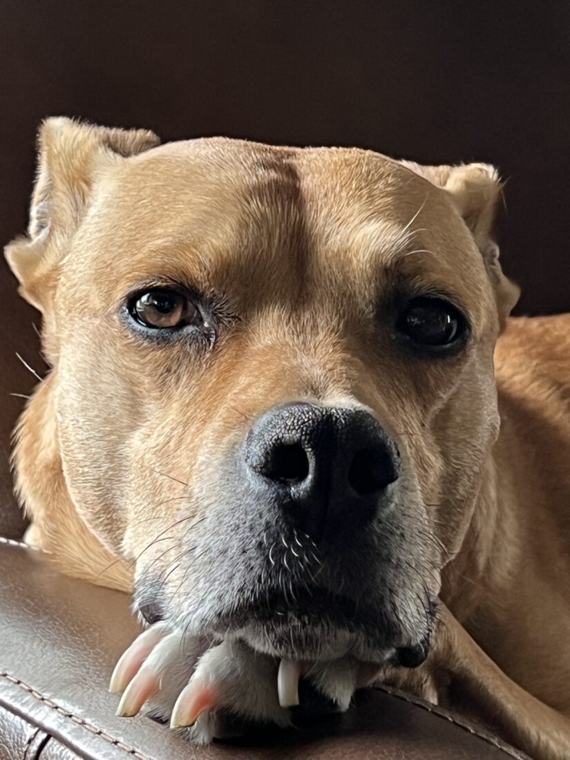 Jag, Retriever/Lab Mix