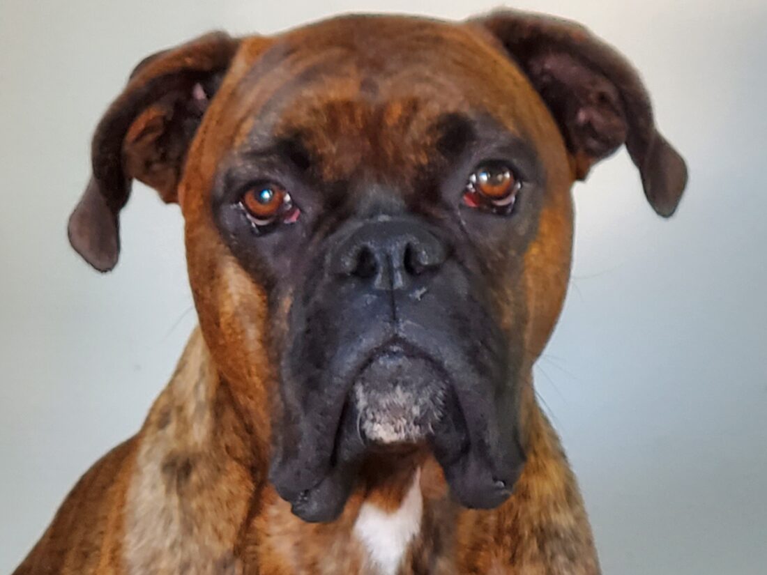 Bocephus, Boxer