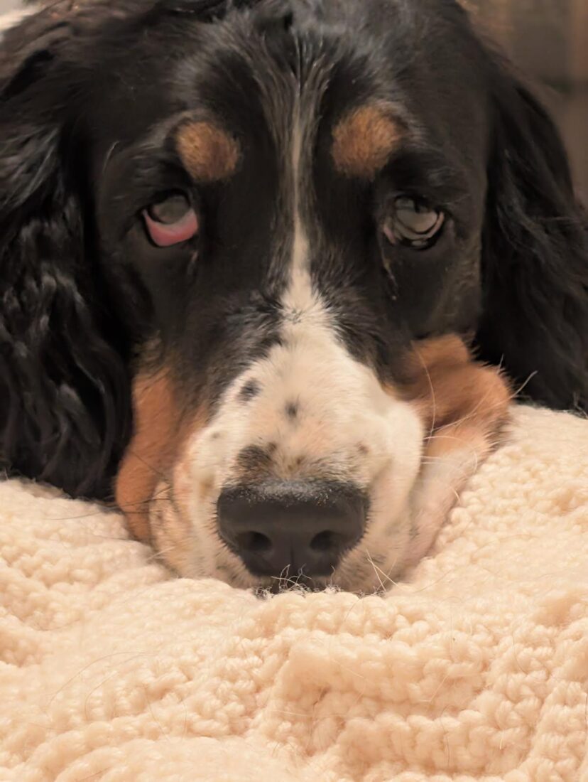 MoonPie, English Springer Spaniel
