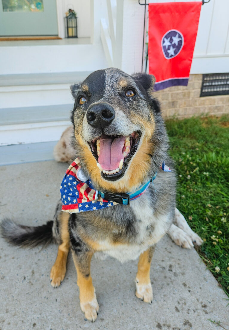 Jack Daniels, Blue Heeler/ Aussie Mix